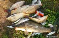 秋季野钓技巧：如何调漂以增加大鱼的捕获率