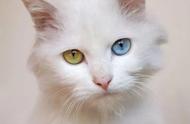 揭秘猫咪眼睛颜色的奥秘：神奇的“猫眼”是如何形成的？
