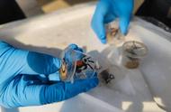 惊人发现：超过5000只“恶魔蟹”被捕获！