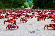 澳洲惊现奇观：5000万只红蟹占领街头，它们的目的地是哪里？