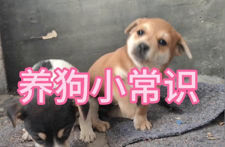 新手指南：中华田园犬的养护要点