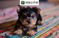 茶杯犬：可爱背后的残酷真相