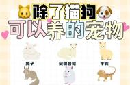 解锁宠物新世界：除了猫狗，还有哪些小可爱值得养？