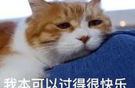 揭秘土猫与宠物猫的巨大差异，哪个更适合你？