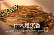 揭秘沉香：科普知识大全