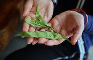 普洱茶之旅：亲手制作饼茶，将美好带回家