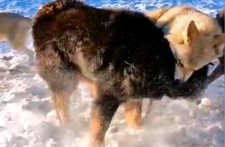 藏獒王遭遇野狼围攻，生死瞬间引关注