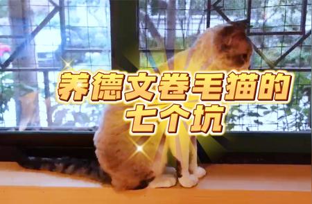 揭秘养德文卷毛猫的七大挑战