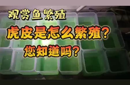 虎皮鱼繁殖全攻略：一步步教你如何成功繁殖虎皮鱼