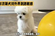 你对马尔济斯犬有什么特别的看法吗？