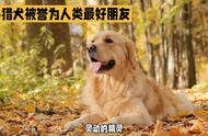 忠诚的伙伴：金毛猎犬，灵动的精灵