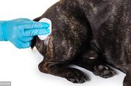 狗狗身上有马拉色菌，真的不会得皮肤病吗？