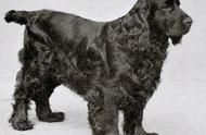 探索家族起源：田野小猎犬（Field Spaniel）篇