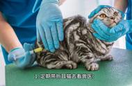 折耳猫养护手册：养猫新手必看！