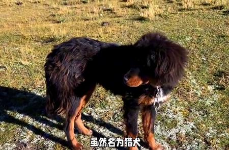 探秘西藏猎犬：守护古老神秘的土地