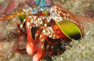 蝉形齿指虾蛄的安全饲养：强化玻璃缸的重要性