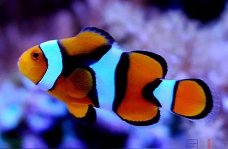 《海底总动员》中的小丑鱼，你了解多少？