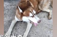 田园犬的智慧：找回走失的哈士奇