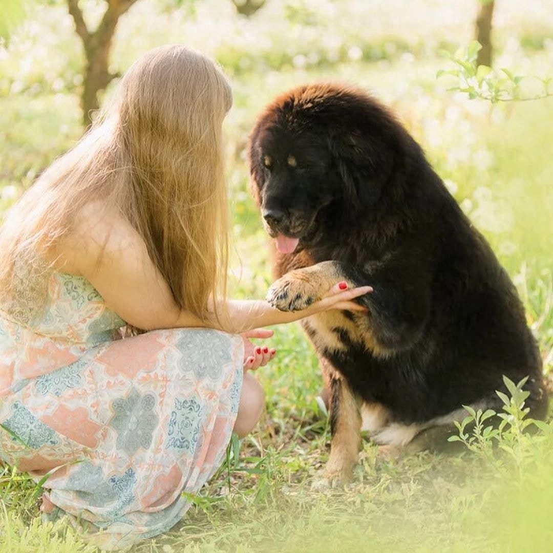 「藏獒特辑」：世界上最古老的稀有犬种，最后一张太像狮子了