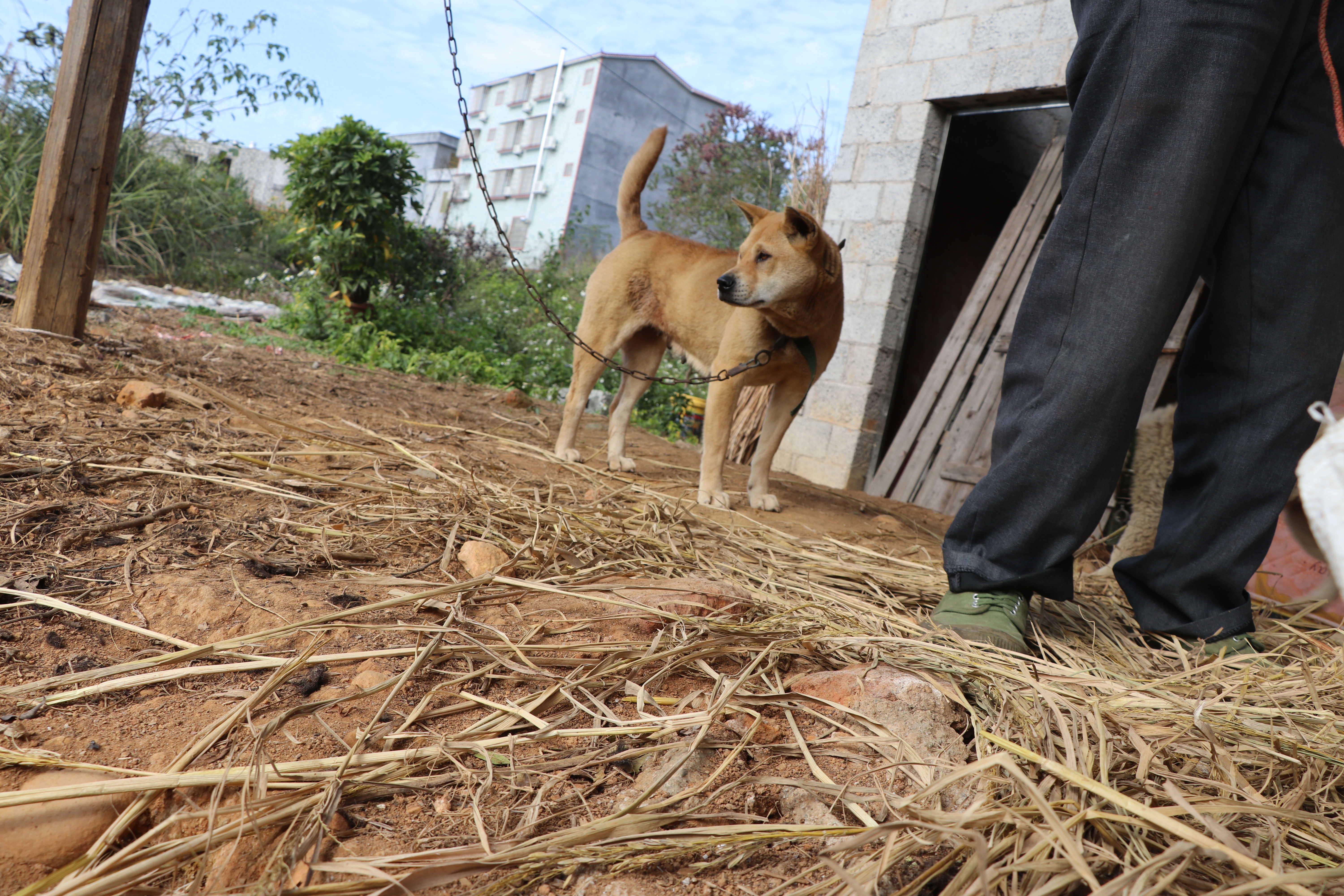 土猎中华田园犬专辑：可打猎，可看家护院，忠诚爱主