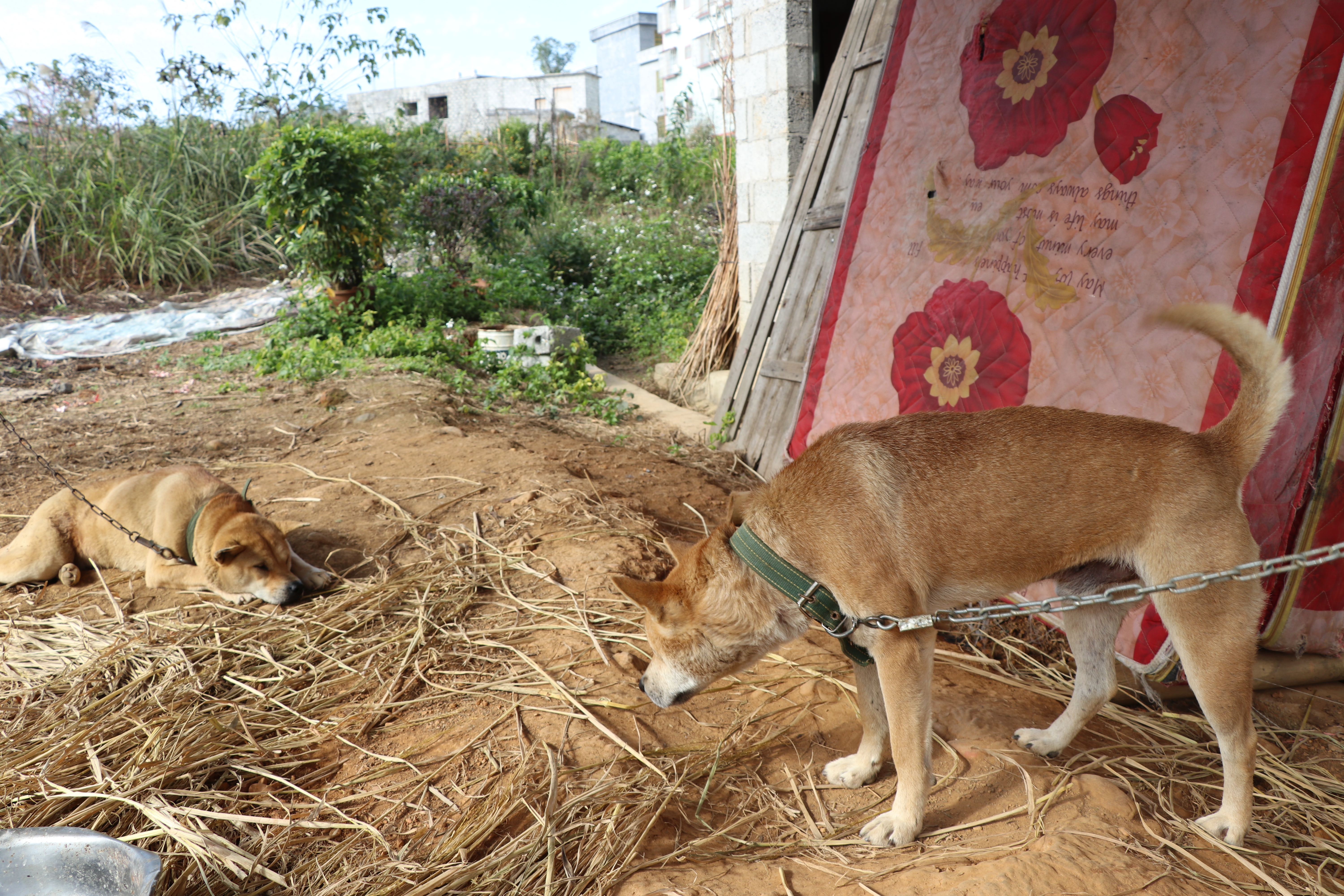 土猎中华田园犬专辑：可打猎，可看家护院，忠诚爱主