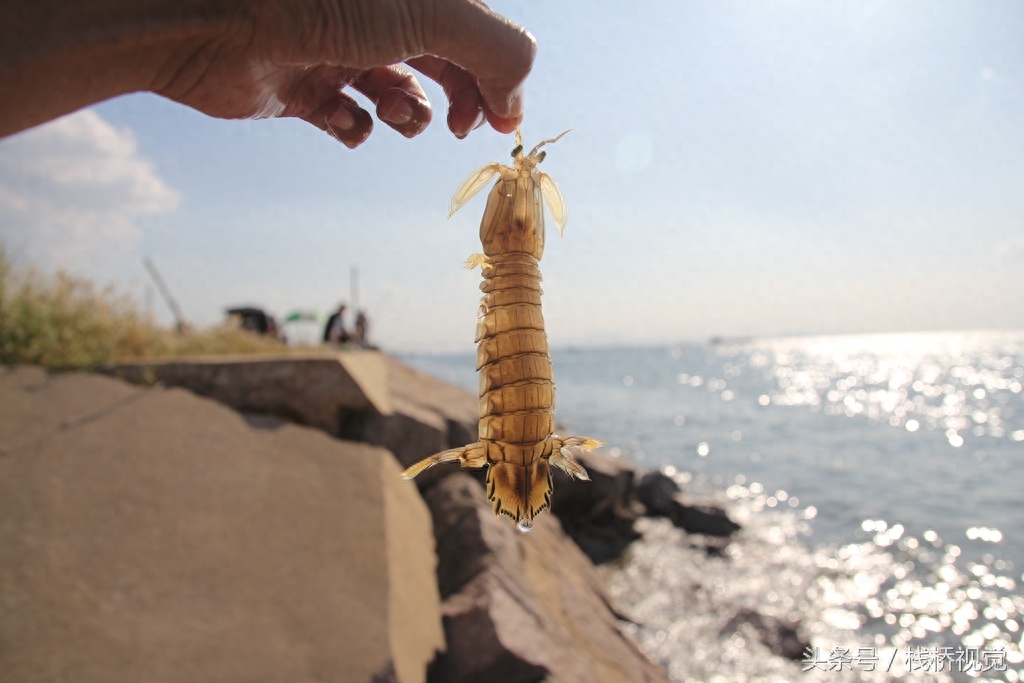 秋天钓鱼好时候！青岛胶州湾3斤重大鲈鱼上钩光鱼更多高手钓满箱