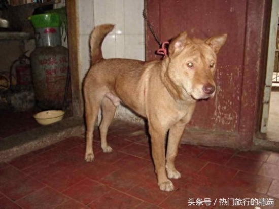 中华田园犬三大品系之两广品系，擅捕猎，战斗力强