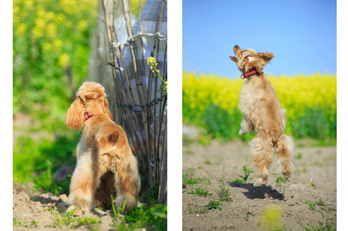 图虫人文摄影：可卡犬