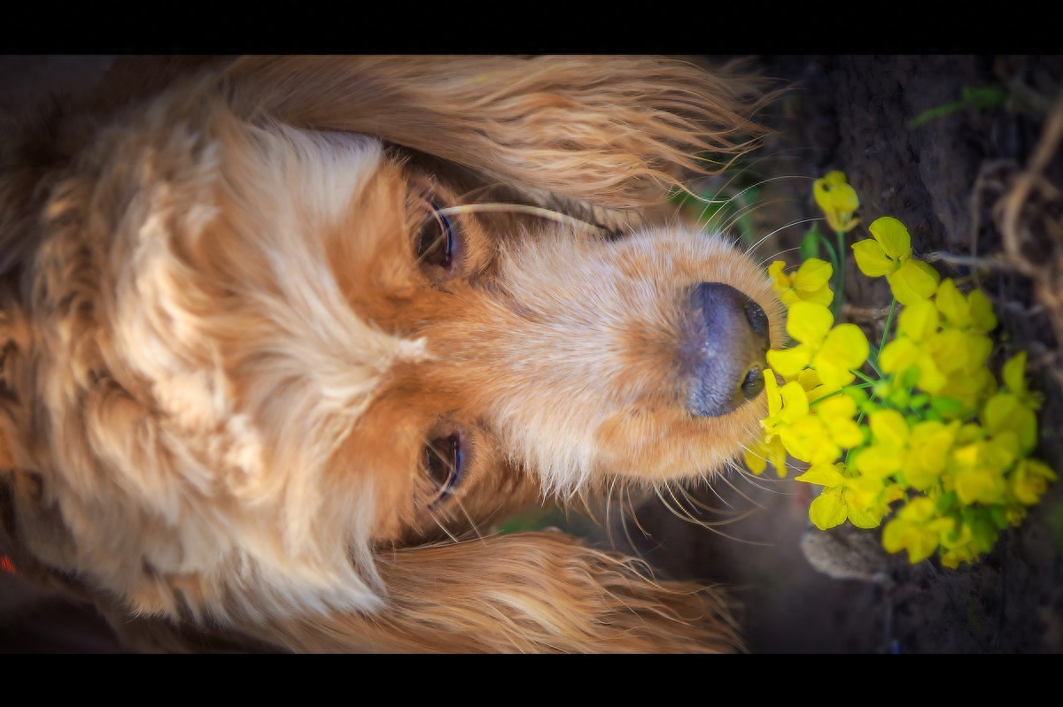 图虫人文摄影：可卡犬