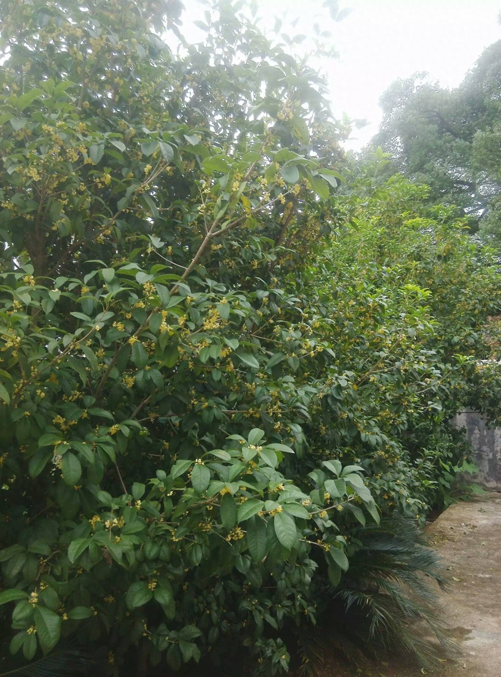 八月桂花遍地开，农村小屁孩给你泡杯桂花茶