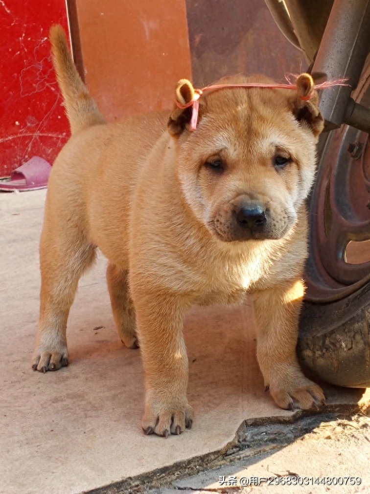 原生态中华田园犬广西小猎犬农村土狗