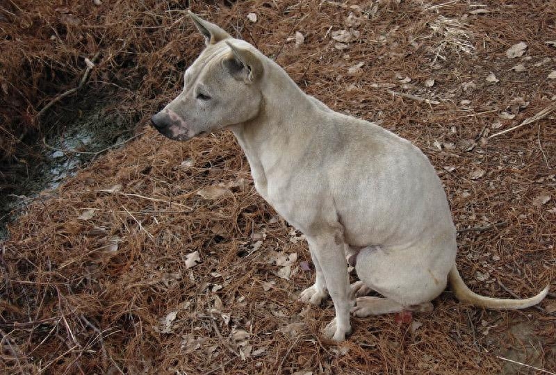 中华田园犬也有这么多分类完全不输名贵犬