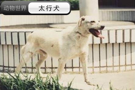 中国亟待拯救的本土犬种