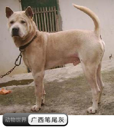 中国亟待拯救的本土犬种